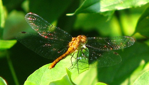 Wings of glass?