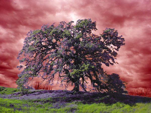 red tree