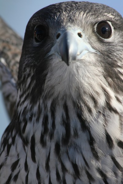 Greer Falcon