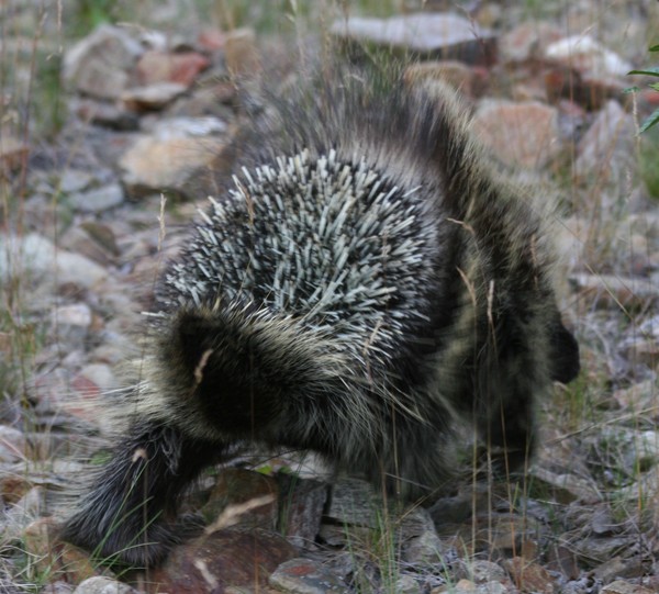 Prickly Porky