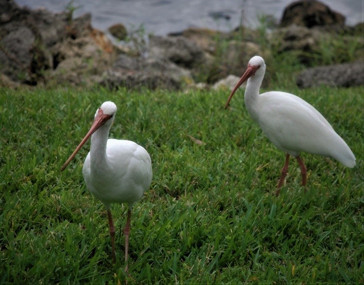 Curious Ibis