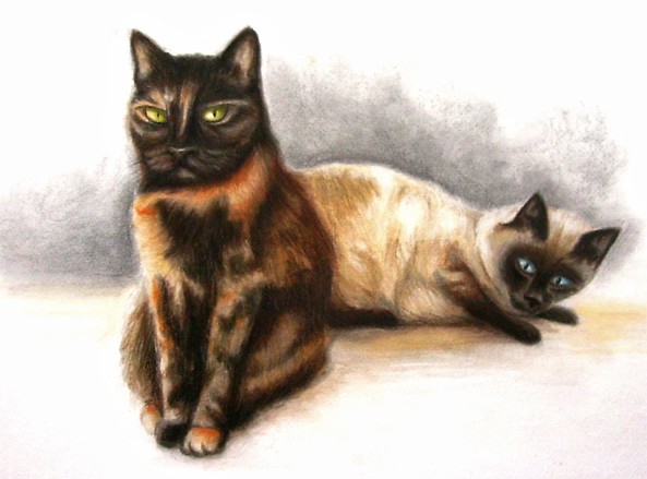 Cats