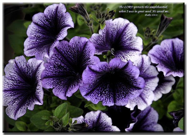 Purple Trumpets