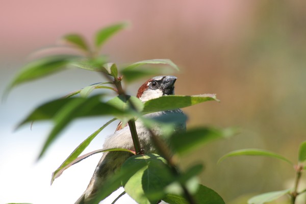 Birds View