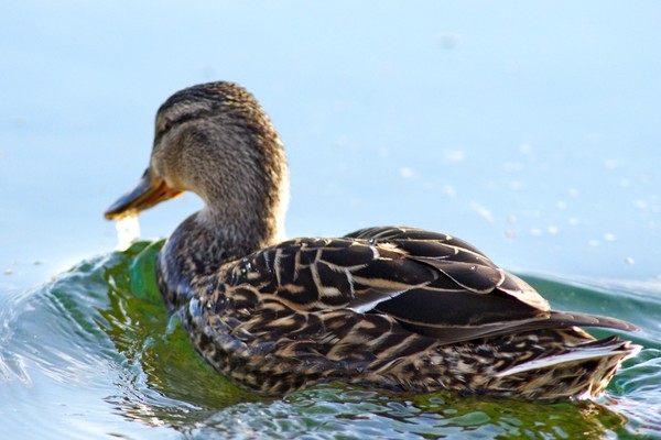 Female Mallard