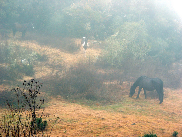 horses