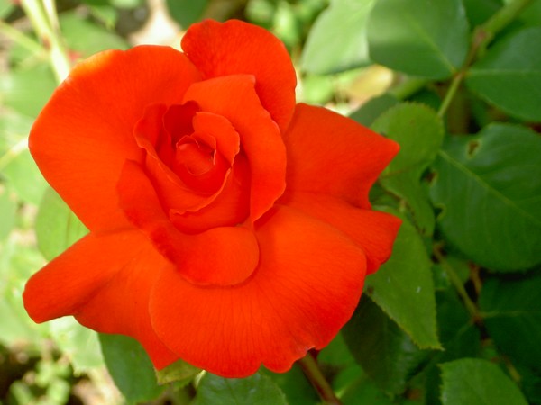 Colors of summer