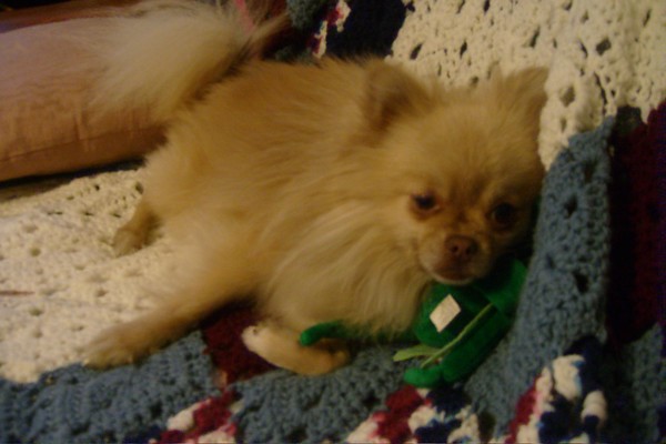 Nap time puppy
