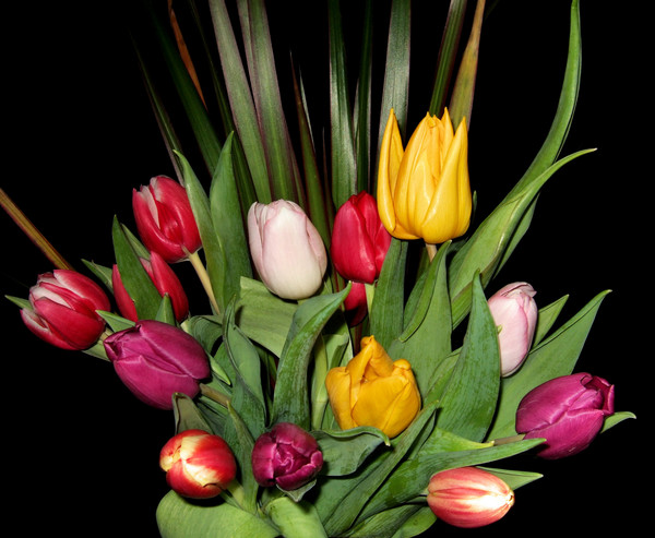 tulips