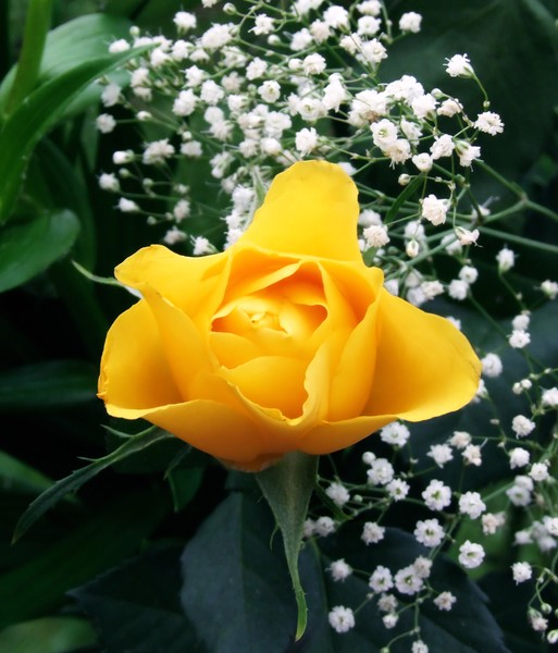 yellow rose