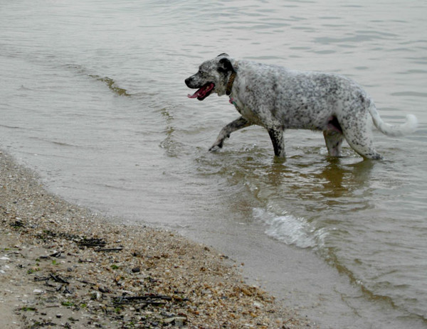 dog water
