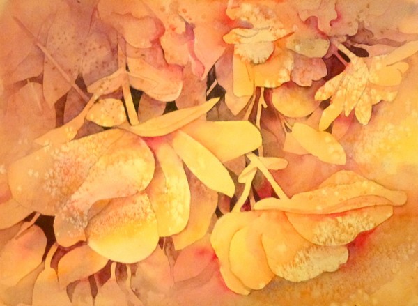 trailing begonias