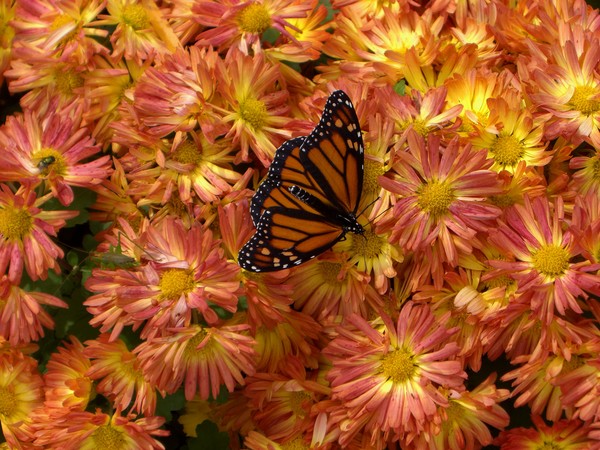 butterfly