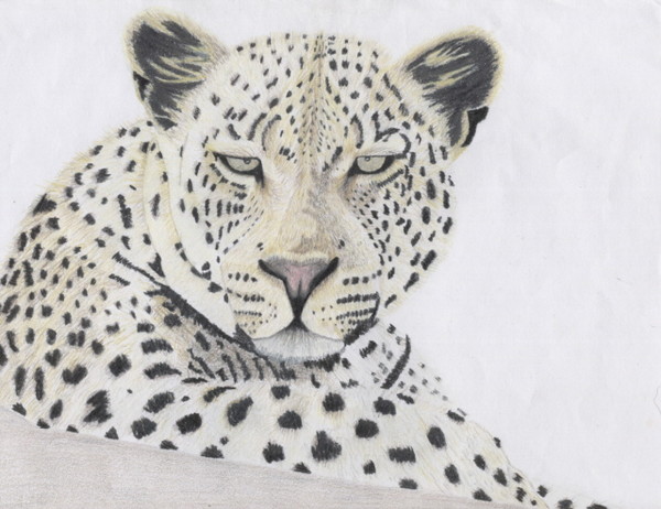 Leopard