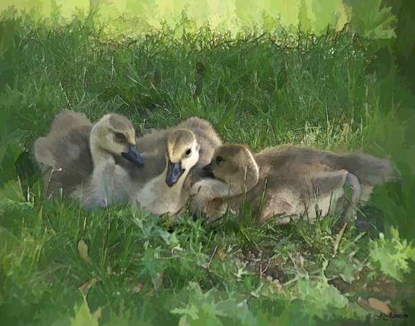 Baby Geese