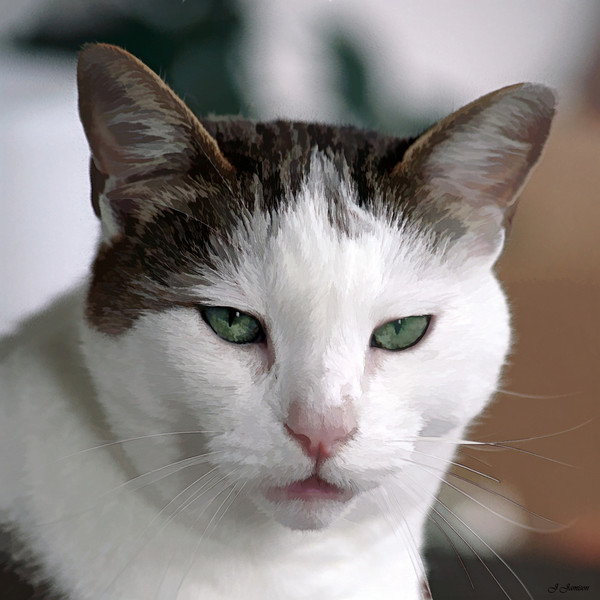 My Fathers Cat