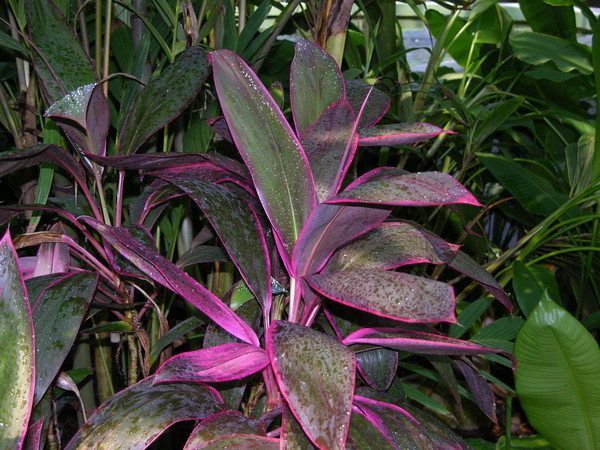 Purple Plant
