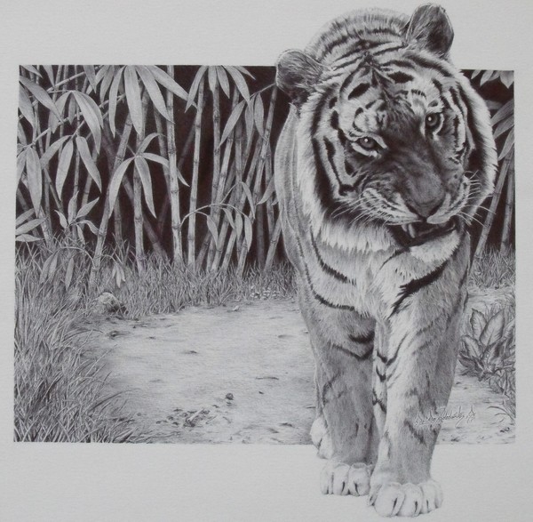 The Contender -Siberian Tiger