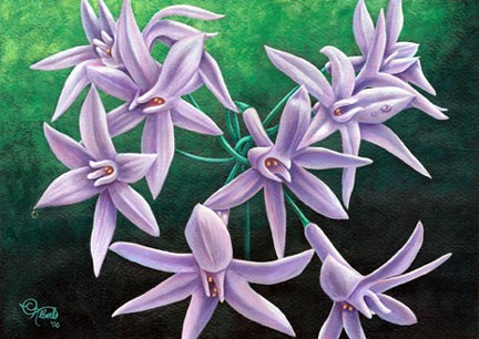 Society Garlic Flowers