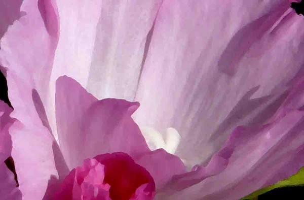Pink Godetia