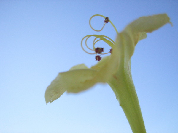 CROWNING GLORY