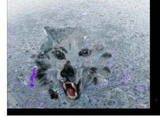 Wolf emerging from map