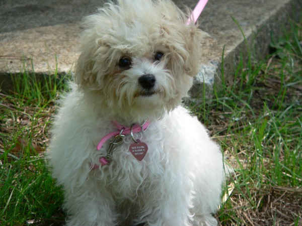 Baby Bichi Puppy