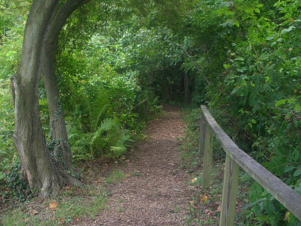 The Trail