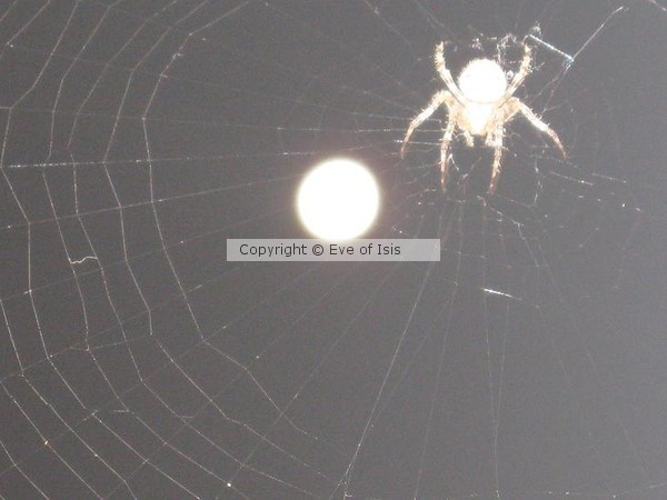 SpiderWoman draws down the Harvest Moon