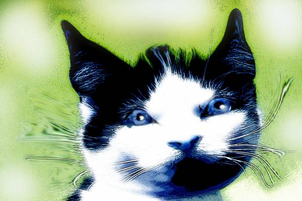 BLUE EYES
