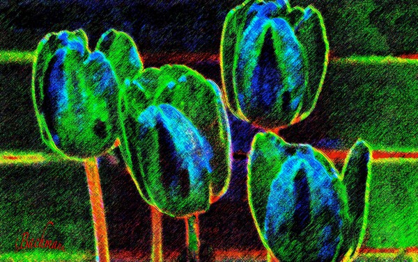 Sunday play ...Blue/green Tulips !