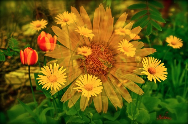 2.Flower photos in one !