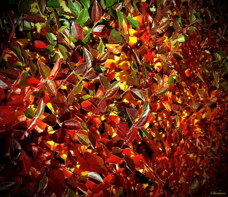 Colours of Autumn