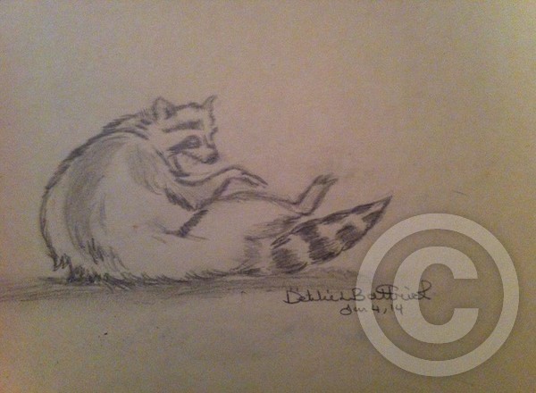 Raccoon