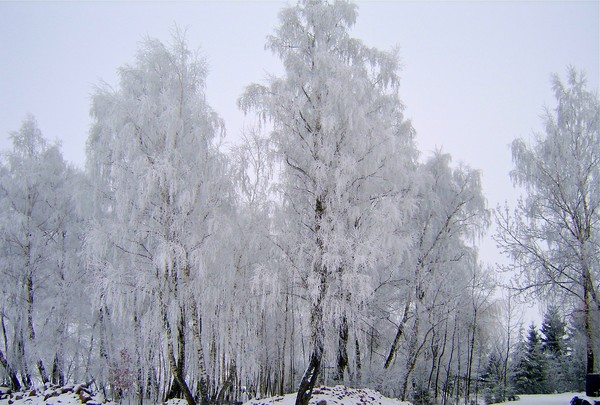 Winter Grace