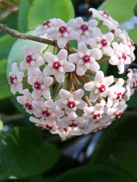 Snowball