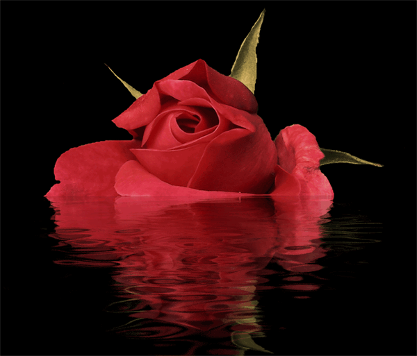 Water Rose