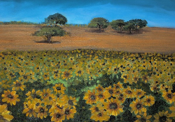 FIELD OF SUNFLOWERS