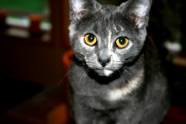 Whiskers