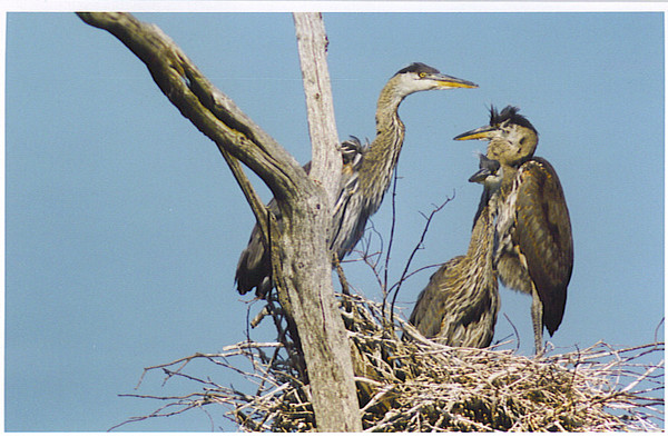 MORE FAMILIES