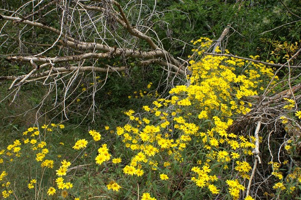 Wildflowers, NM