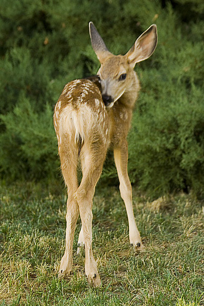 Sweet Fawn