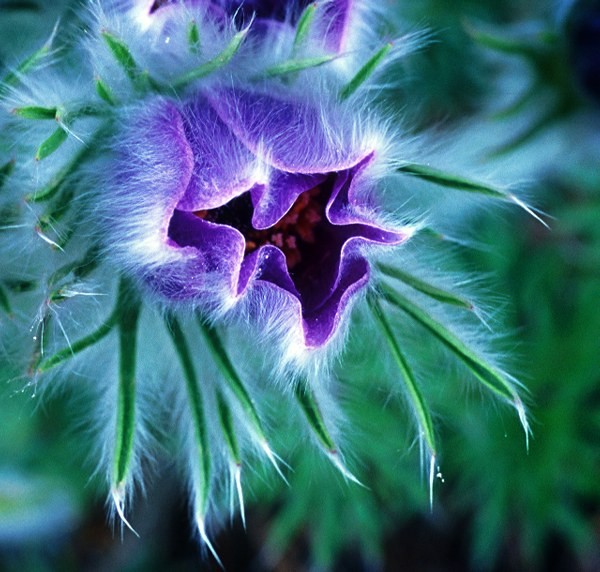 Flash Of Purple