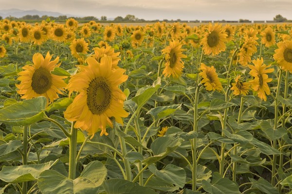 Sunflower Soldiers