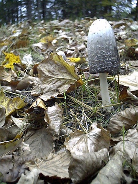 You're only as short as the nearest mushroom