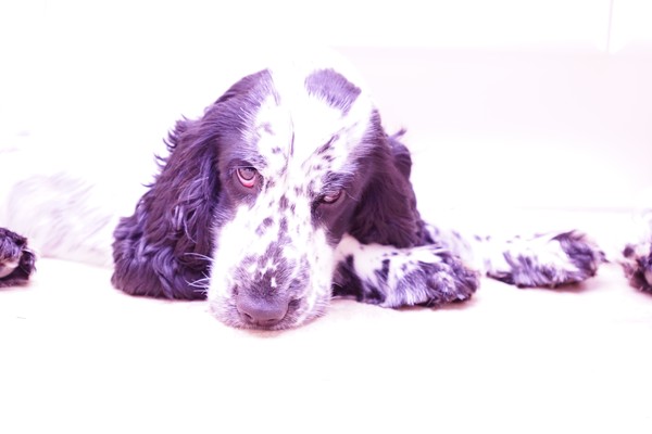 Cocker Spaniel