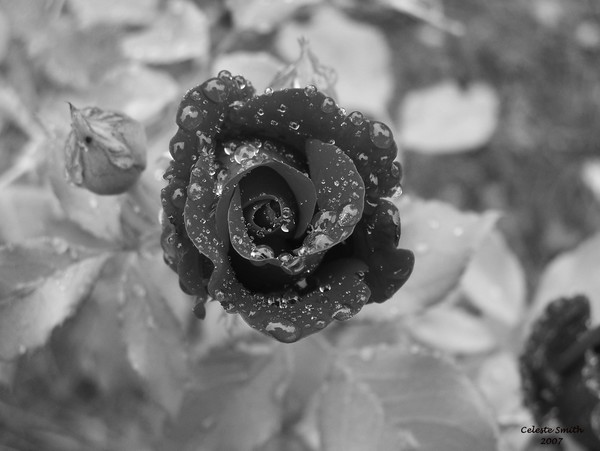 Teardrops from heaven!