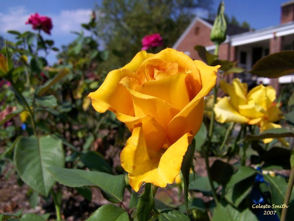 Pfeiffer Rose 2