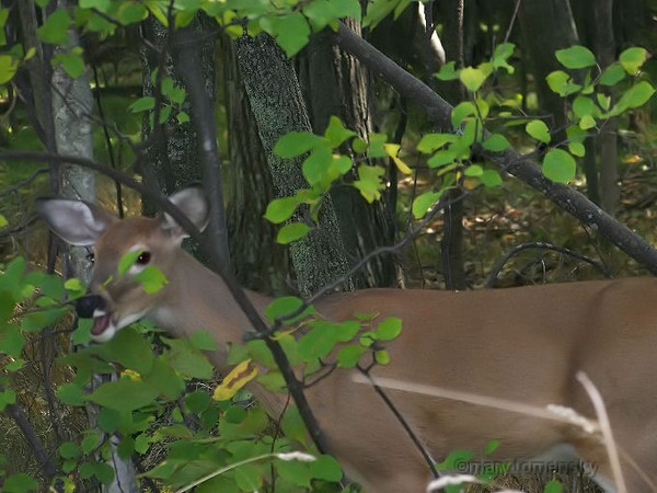 Door County Young Whitetail Deer