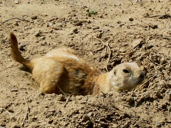 Prairie Dog